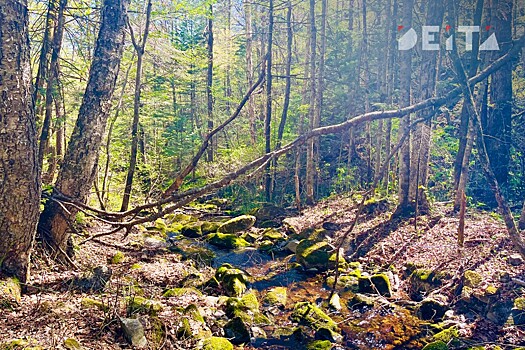 Эксперт: Климатические условия Приморья позволяют успешно создавать лесные плант
