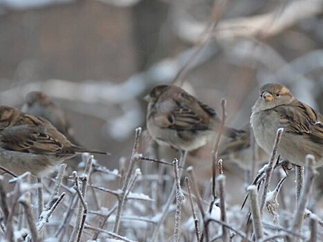 Москва стала лидером зимней Всероссийской переписи воробьев