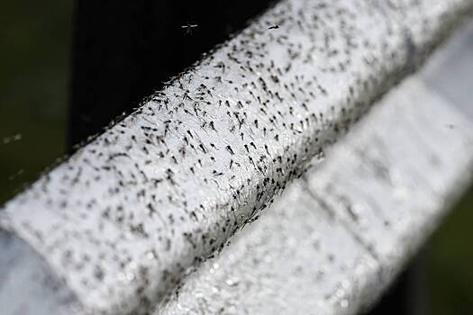 Россиян предупредили о нашествии комаров