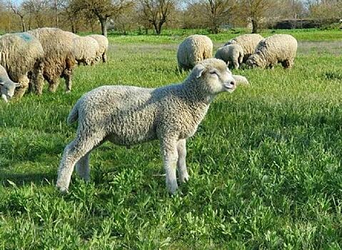 Австралийских овец породы корридель успешно разводят в племхозяйстве Ставропольского края