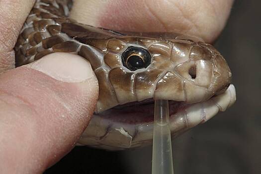 Одна из самых ядовитых змей в мире заползла в постель к девушке и укусила ее