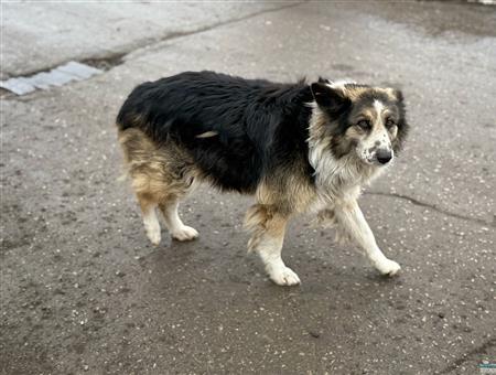 В Красноглинском районе Самары ввели карантин по бешенству