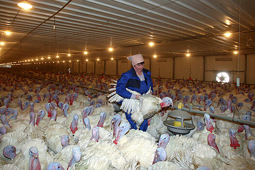 Россия увеличит поставки мяса птицы в Китай