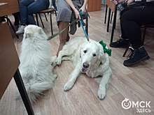 Собаки-реабилитологи будут работат в омском интернате