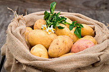 В Ильинском районе органическим картофелем засадили брошенные земли