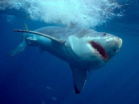 СМИ: акула смертельно ранила серфера на французском острове Реюньон