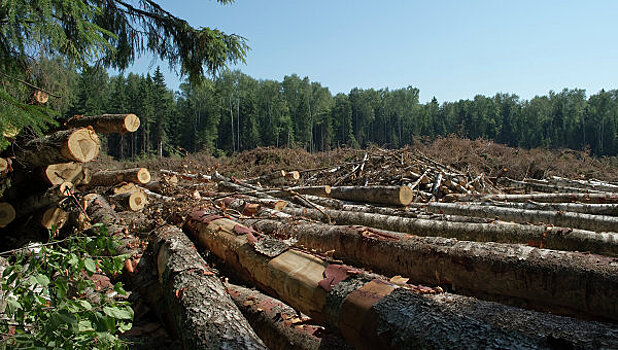 Правительство Ленобласти не поддерживает всеобщую лесную амнистию