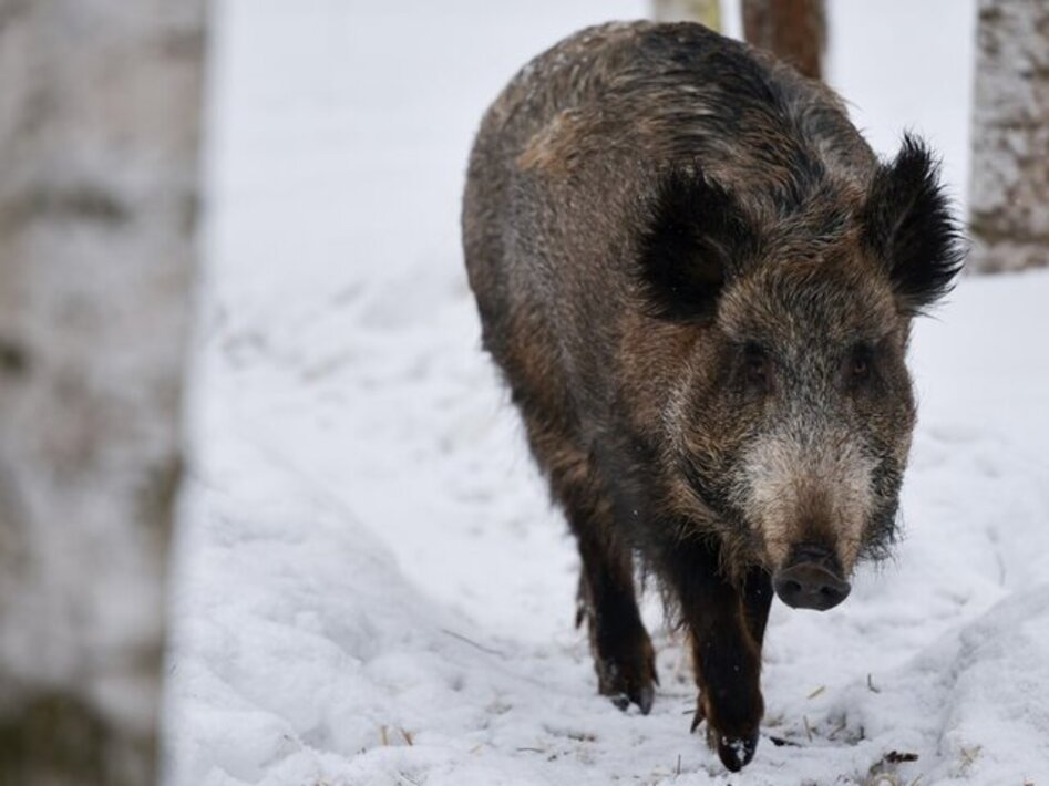 Кабаны в москве