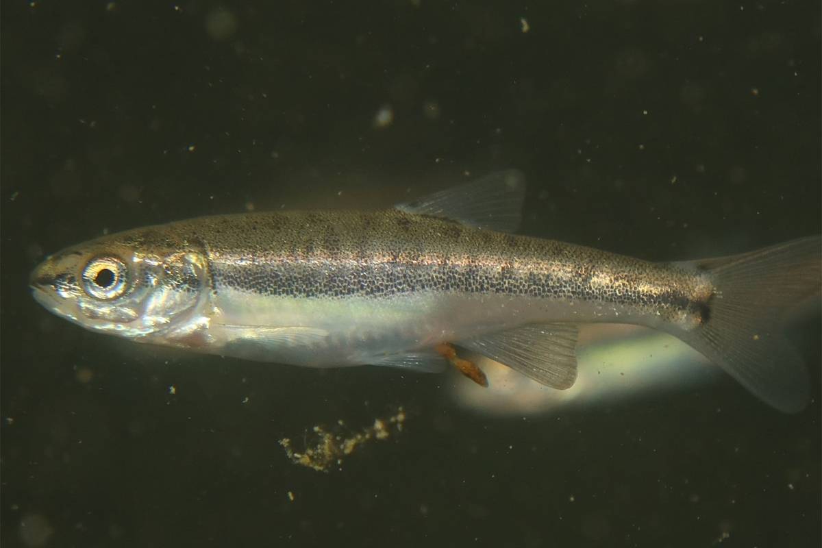 Ученые открыли редкий вид рыб в России