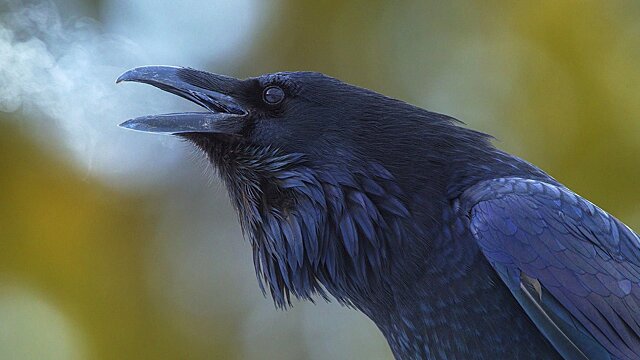Как сделать оберег от зависти с помощью вороньего пера