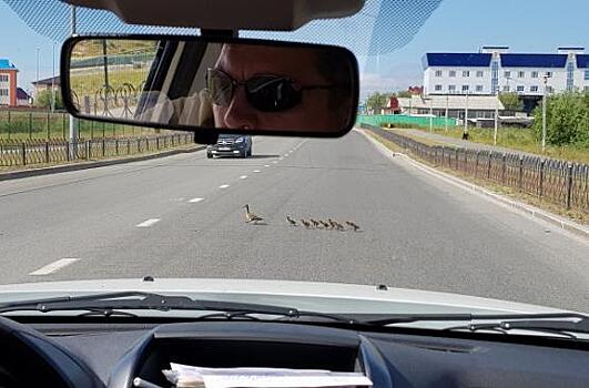 В Салехарде утки переходят дорогу в неположенных местах (видео)