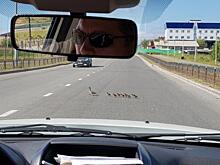 В Салехарде утки переходят дорогу в неположенных местах (видео)