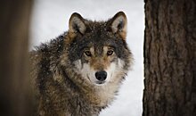 Охотники за неделю подстрелили 17 волков в Ленобласти