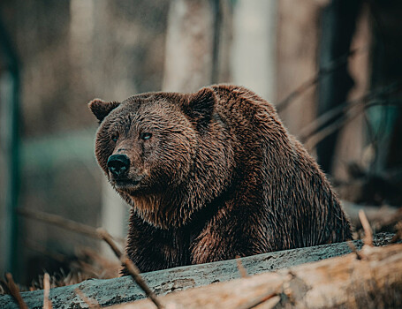 Замедление экономического развития может спасти вымирающих животных