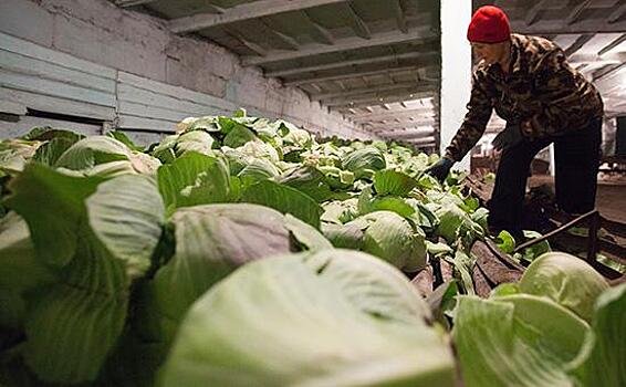 ЦБ предложил инвестировать пенсионные накопления в овощебазы