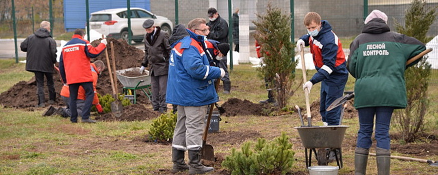 В Дзержинске высадили более 20 саженцев хвойных деревьев