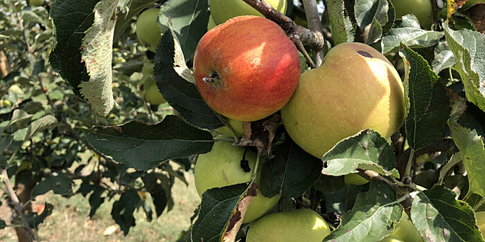Минэкономразвития: Россия полностью обеспечит себя яблоками за три года