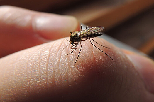 Ученые развеяли миф о передачи коронавируса через комаров