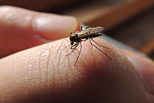 Энтомолог Гниненко: зимние комары безопасны для человека