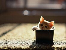 Почему кошки так любят находиться в коробках и есть ли какие - нибудь другие места в которых они любят находиться ?
