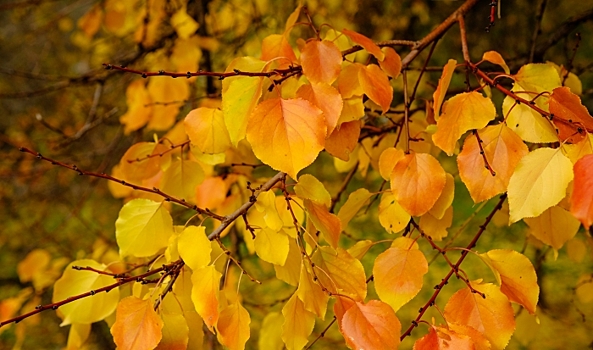 Перепады температур от -2 до +13 градусов прогнозируют в Волгоградской области
