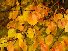 Перепады температур от -2 до +13 градусов прогнозируют в Волгоградской области