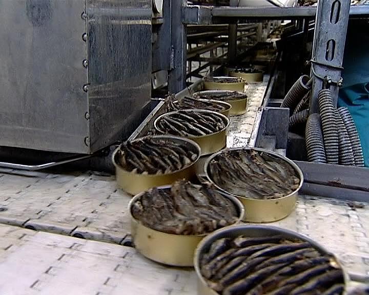 Калининградские переработчики планируют увеличить производство шпротных консервов почти в два раза