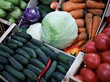 В Ленобласти нарастили объемы сбора овощей