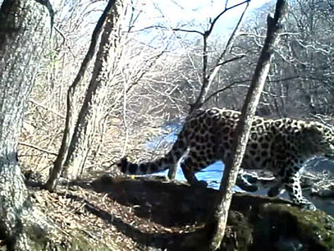В Приморье у самки леопарда Бэри родились два малыша