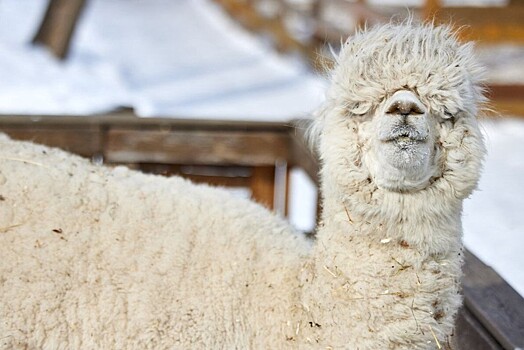 Городская ферма на ВДНХ пригласила москвичей на день открытых дверей