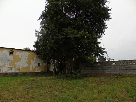 Живое ископаемое под Славском, изображенное на флаге Токио