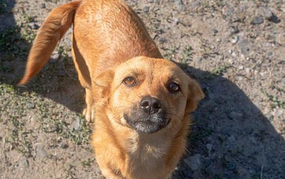 В Госдуме предложили ввести экстренный номер 106 для помощи животным