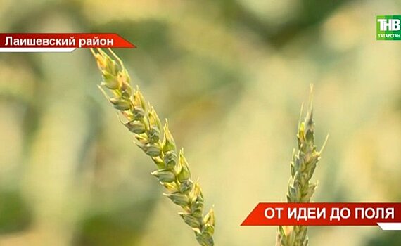 В Татарстане представили разработки для аграриев на "Дне поля"