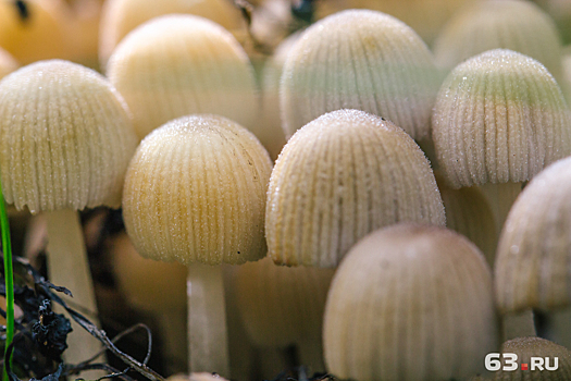 В Самарской области 18 человек отравились грибами
