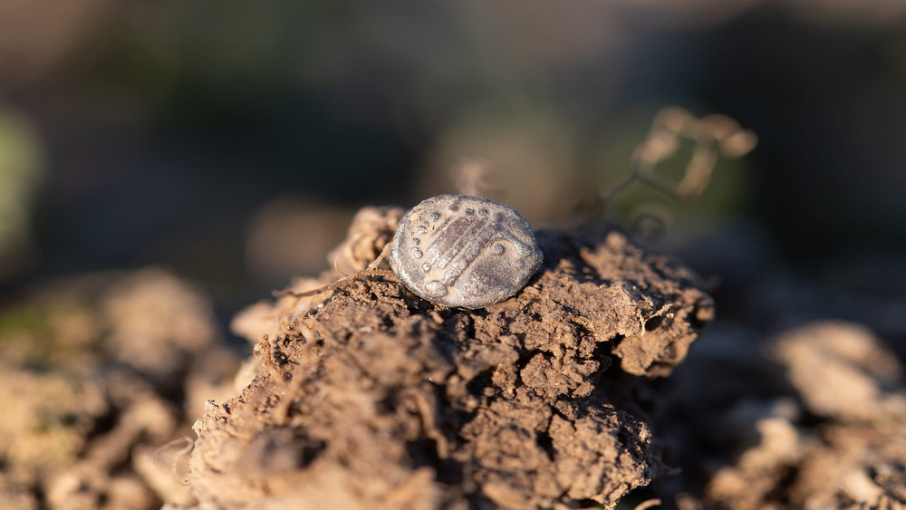 В Чехии обнаружены редкие золотые монеты кельтов с древними божествами