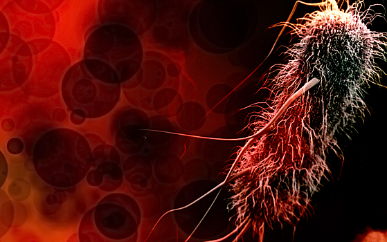 Факторы свертывания крови помогут бороться с супербактериями