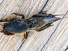 Эколог объяснил рост числа медведок в Нижегородской области