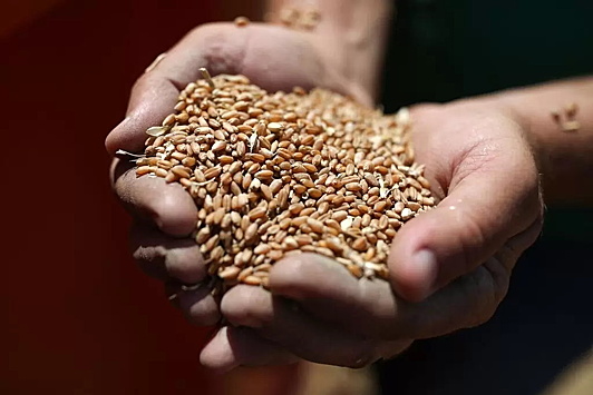 Кремль оценил возможность вывоза зерна из украинских портов
