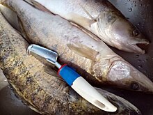Самого популярного обитателя Обского моря назвали ученые ВНИРО