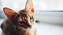 Зоопсихолог: кошки трутся о ноги, когда хотят пообщаться