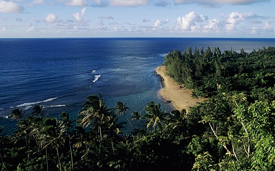 Новый вид морского коралла назвали в честь Чубакки