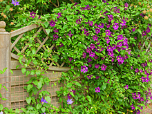 Что можно и чего нельзя делать с клематисами осенью. Основные работы по подготовке к зимовке