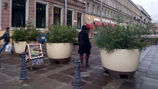 Петербургские улицы начали украшать живыми елями