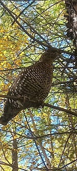 В Приамурье сфотографировали упитанную самочку редчайшей доверчивой птицы