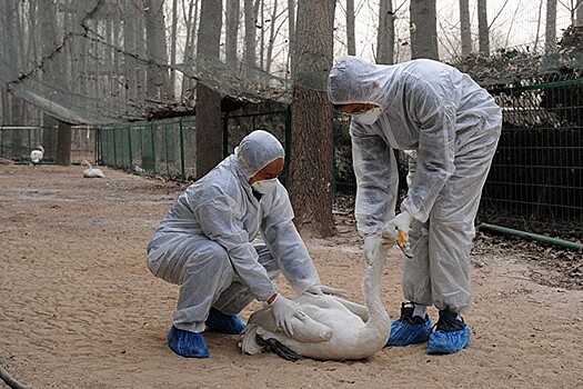 Россиян предостерегли от контактов с животными в Азии из-за пневмонии