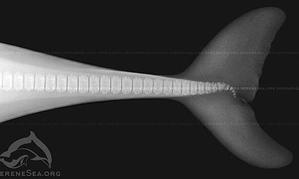У берегов Крыма обнаружены несколько дельфинов-мутантов с аномалиями развития