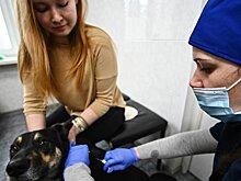 В Подмосковье проанализировали ситуацию с бездомными животными