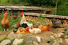 В Китае мужчина до смерти напугал 1100 соседских куриц
