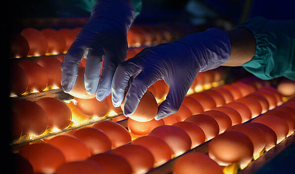 В РФ разрешат беспошлинный импорт куриных яиц