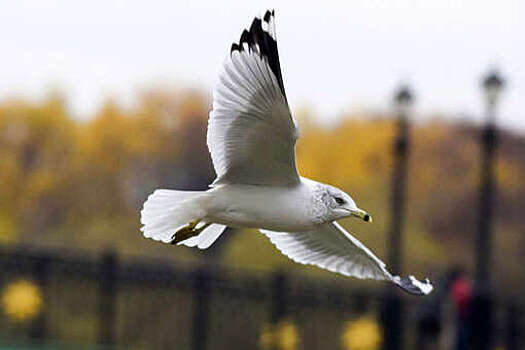 В Москве заметили редких для региона чаек-моевок, болотных гаичек и морянок